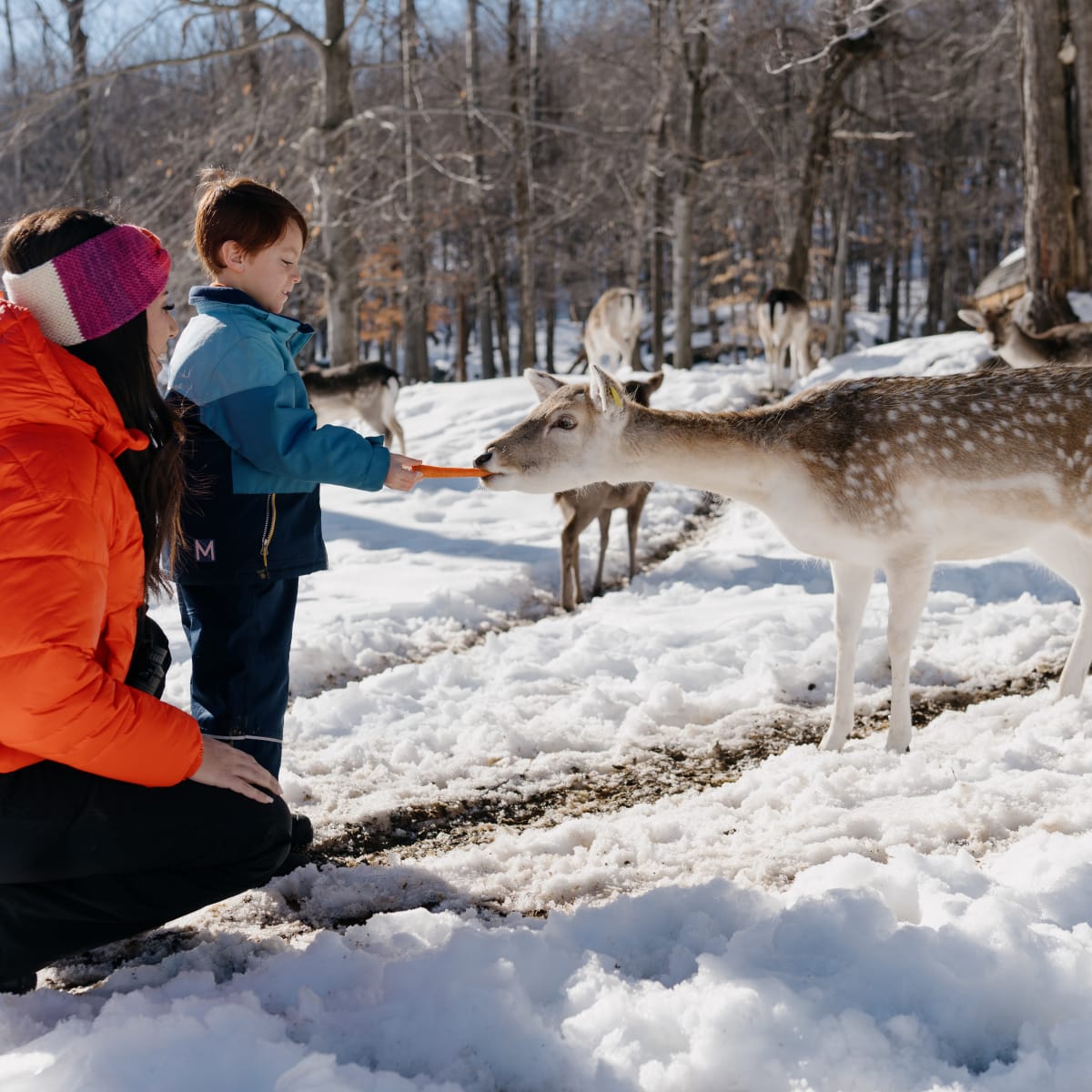 Mère et fils donnent de la nourriture à un chevreuil au Parc Oméga.