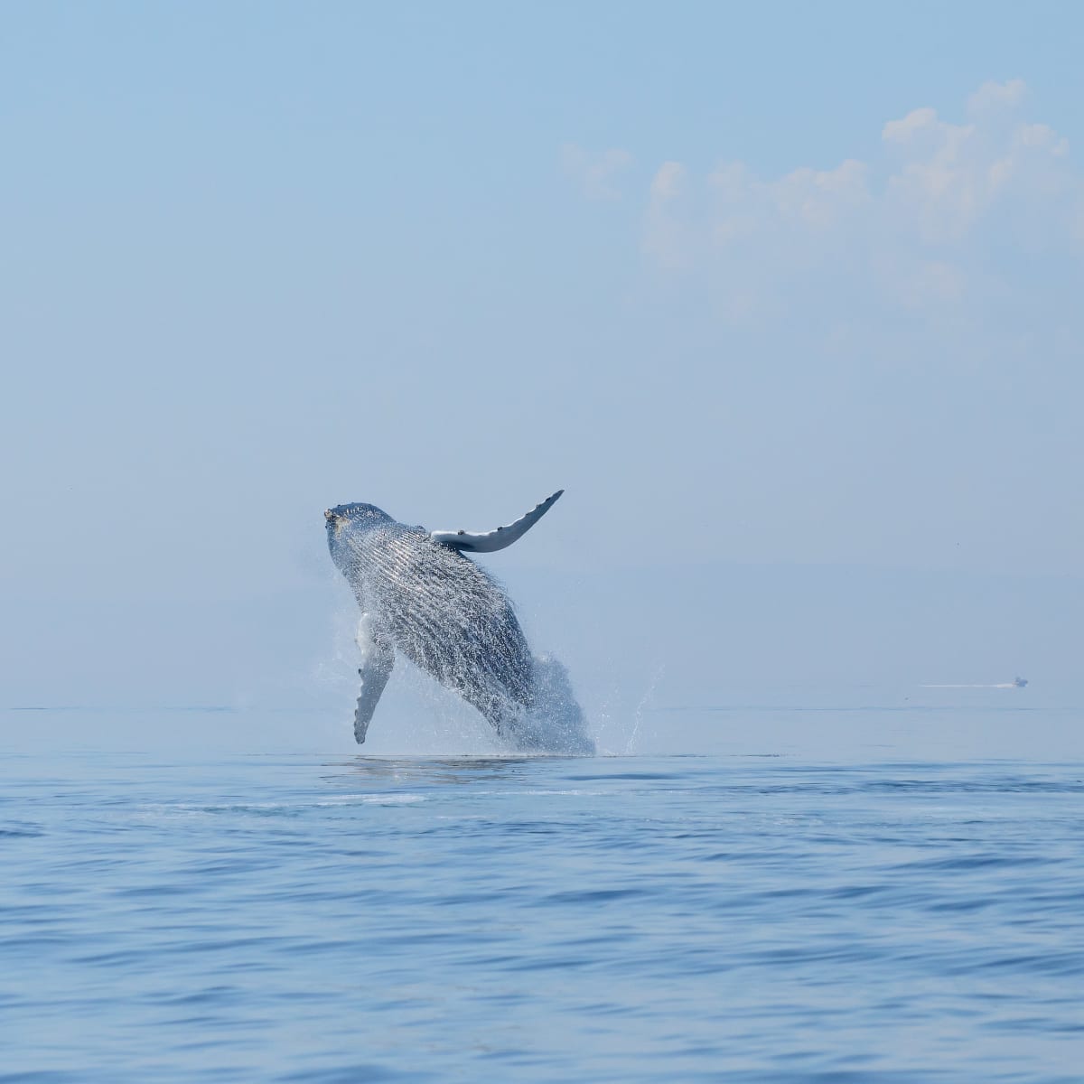 Baleine émergeant de l'eau sur la Côte-Nord.