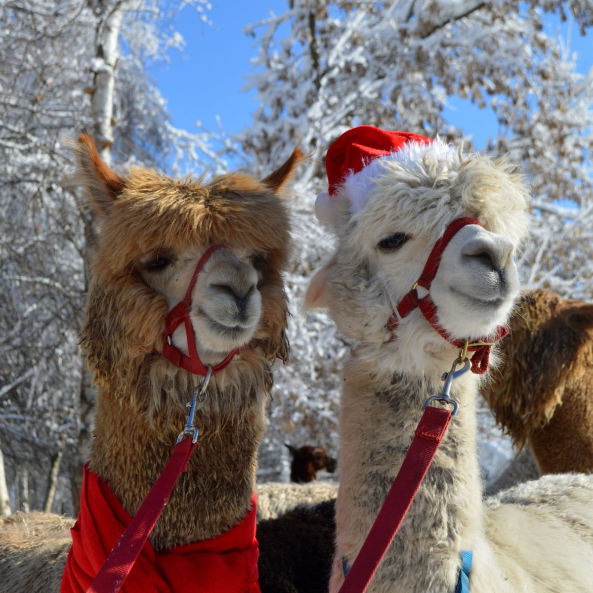 Alpagas du Domaine Poissant - Des Alpagas, dont un avec un chapeau de Père Noël, en hiver