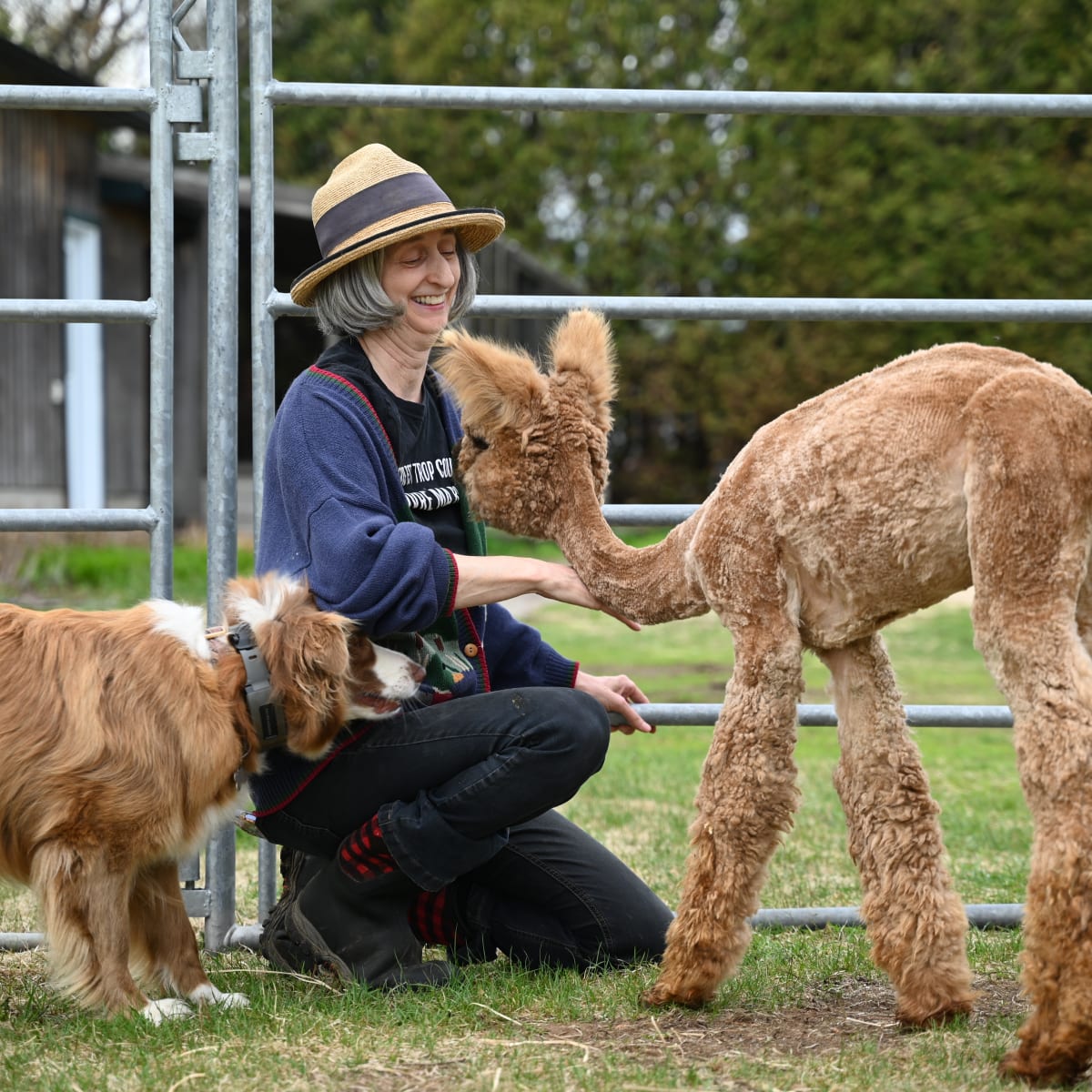 Woman feeding alpacas.