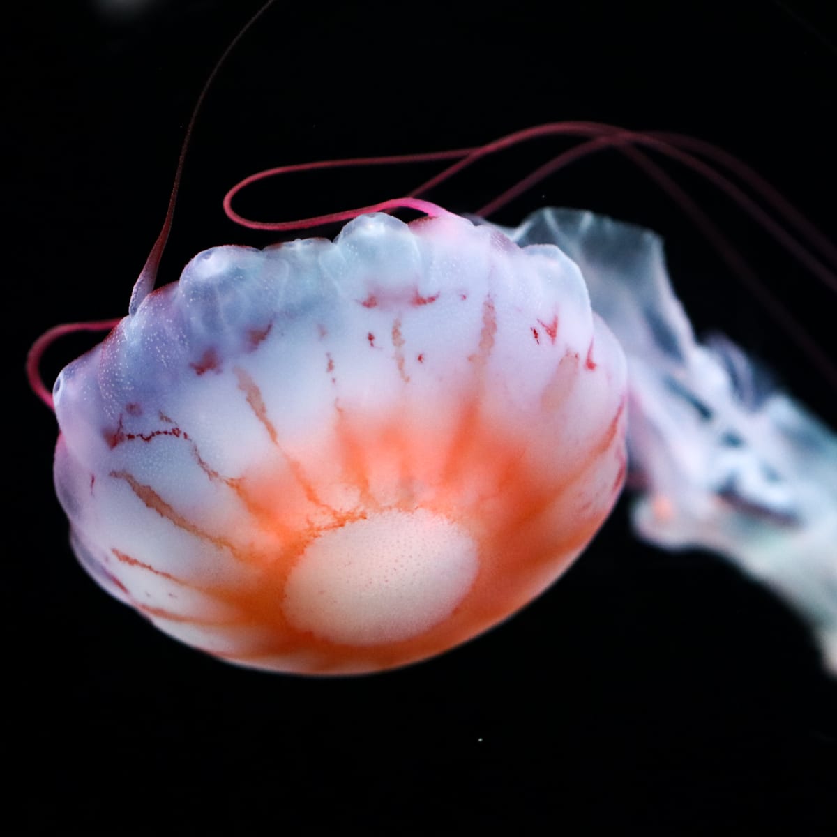 Méduse - Aquarium du Québec.