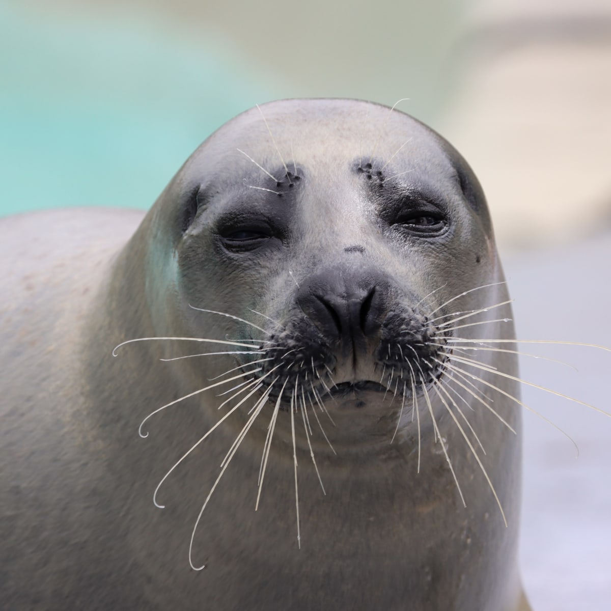Phoque - Aquarium du Québec.