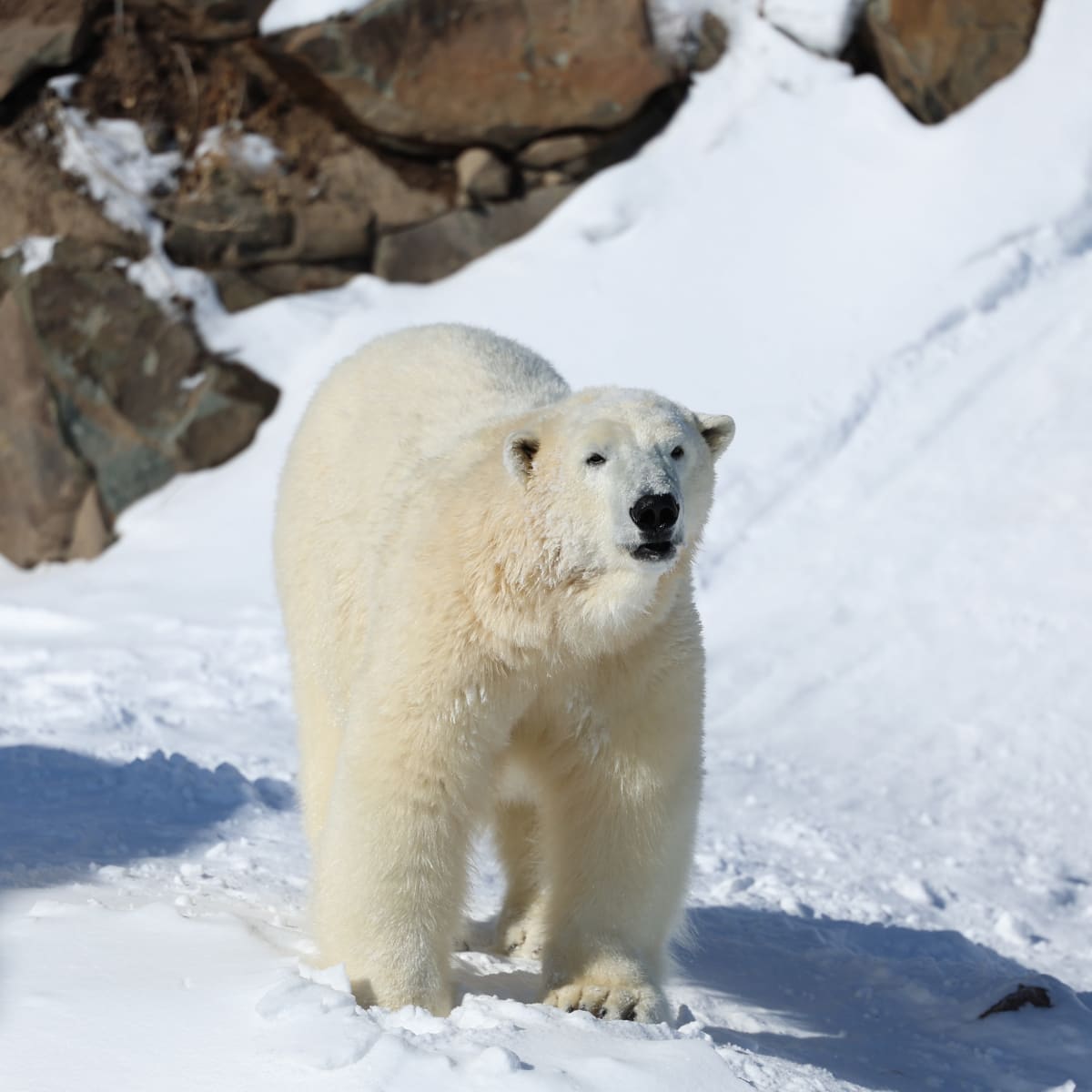 Ours blanc - Aquarium du Québec