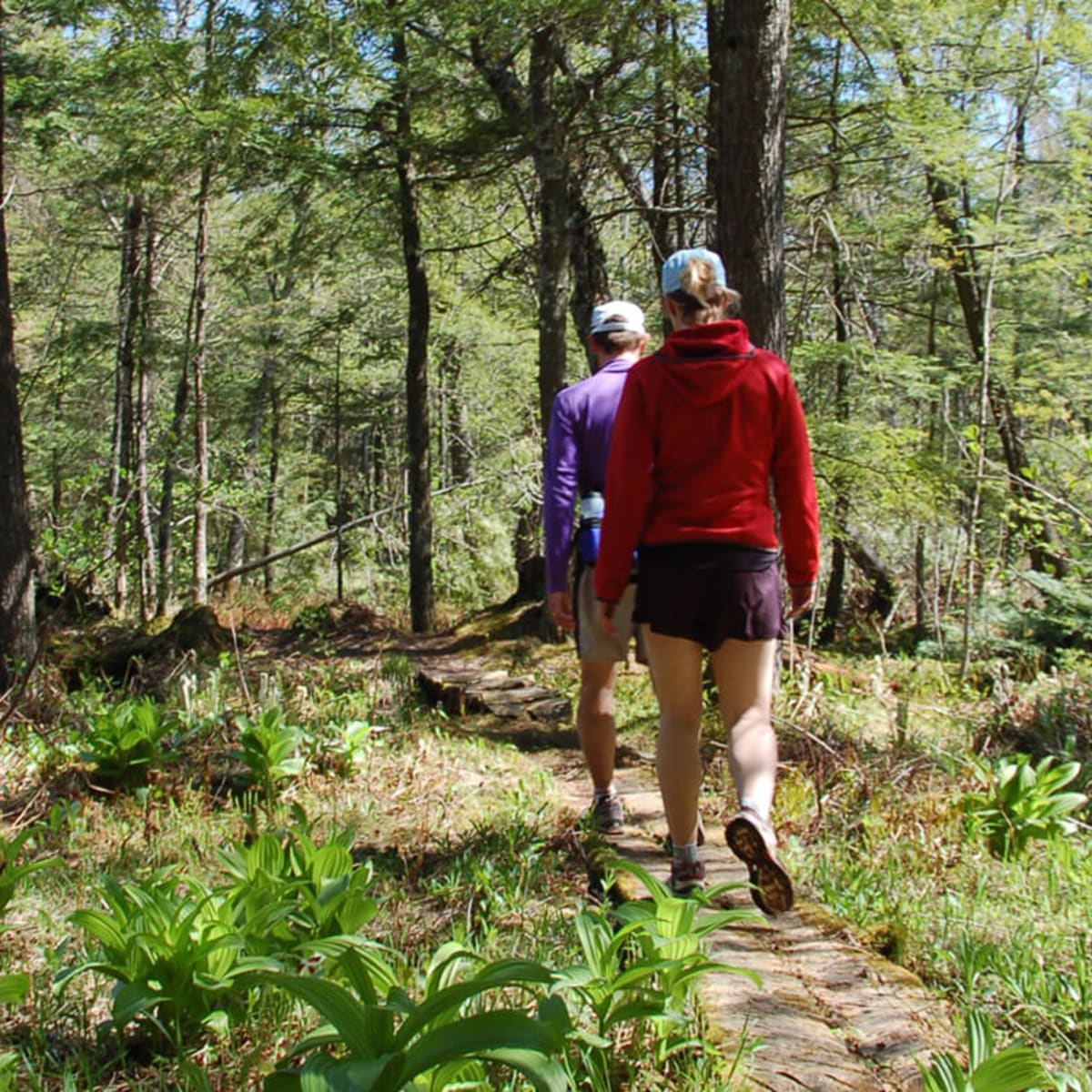 Randonneurs dans un sentier en forêt.