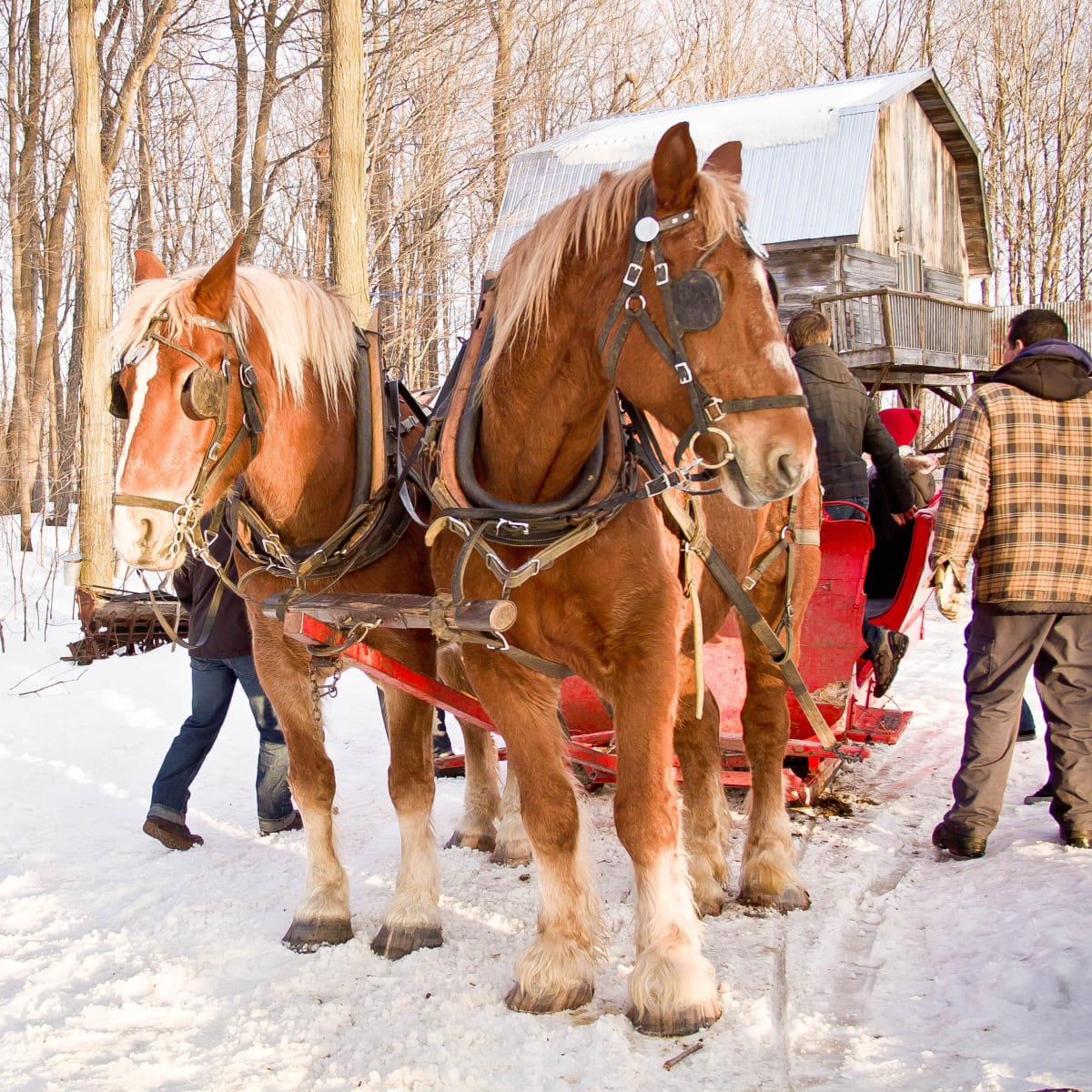 Traîneau à cheval à la Cabane à sucres Les Rondins.
