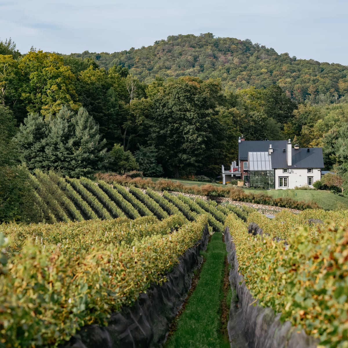 Rangs de vignes dans un paysage verdoyant au Vignoble du Ruisseau.