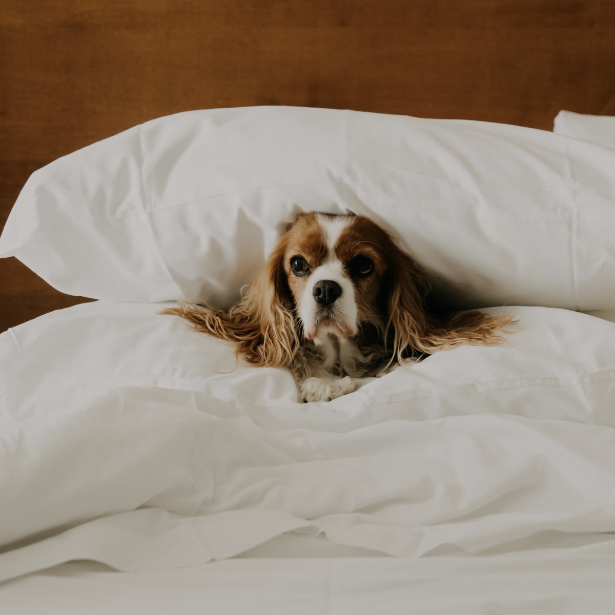Chien dans un lit de Château Versailles.