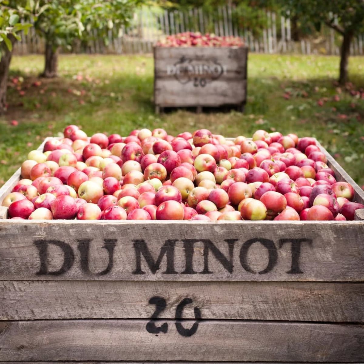 Cidrerie du Minot