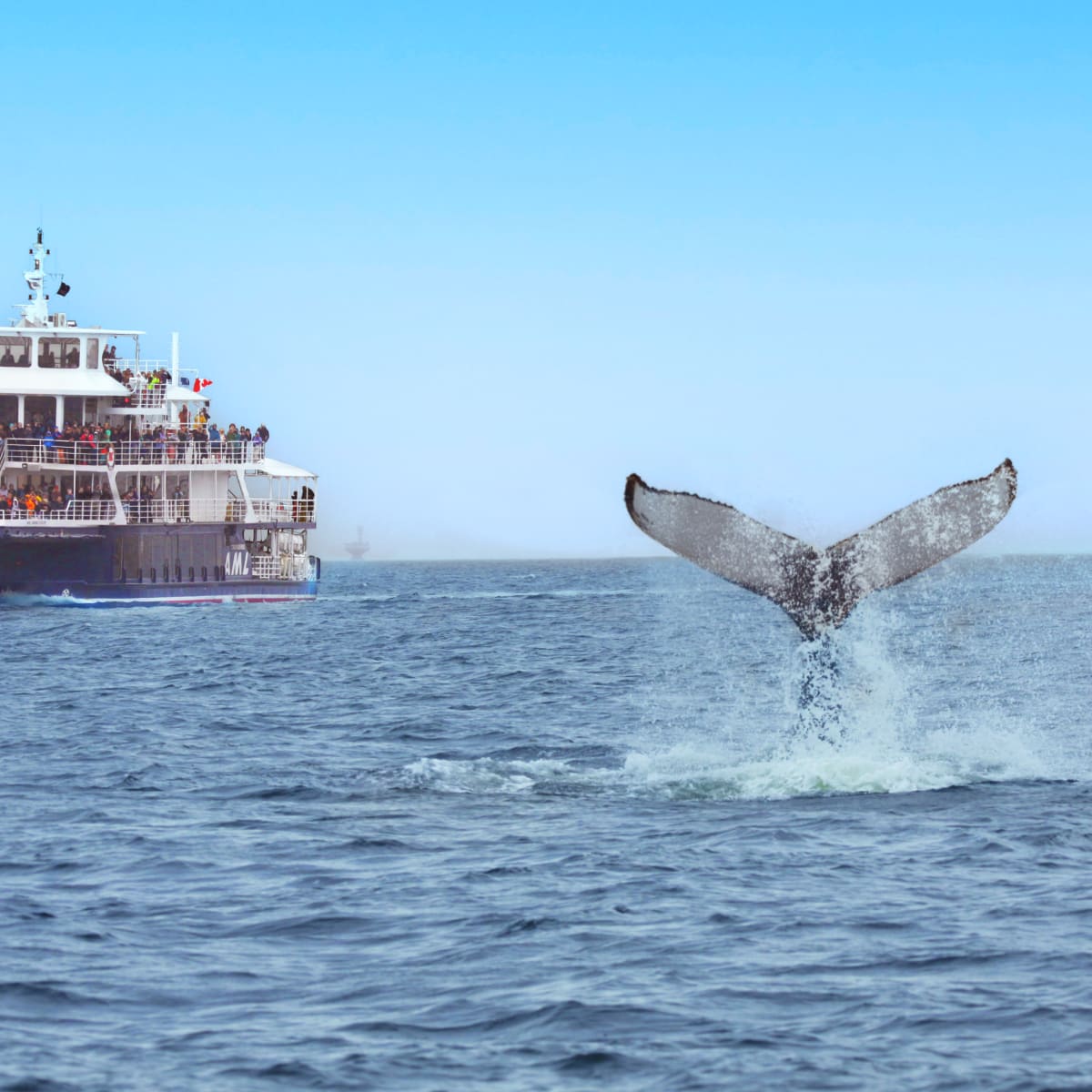 Bateau de croisière à côté d'une queue de baleine.