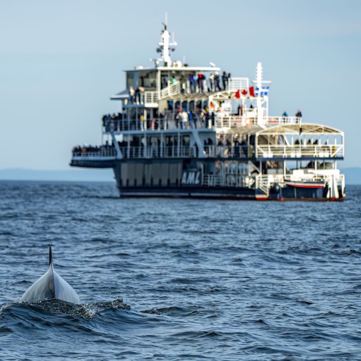 Bateau de croisière à côté d'une queue de baleine.