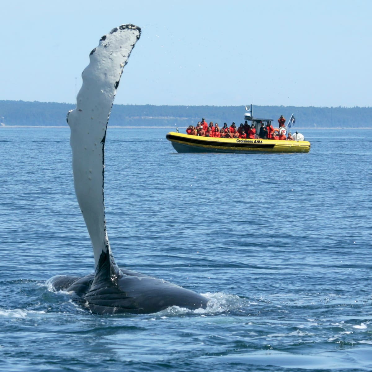 Baleine Zodiac - Croisières AML