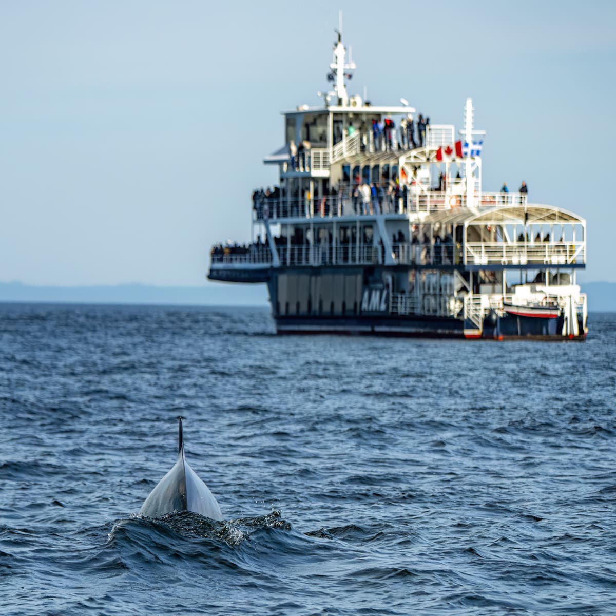 Croisière aux Baleines - Croisières AML