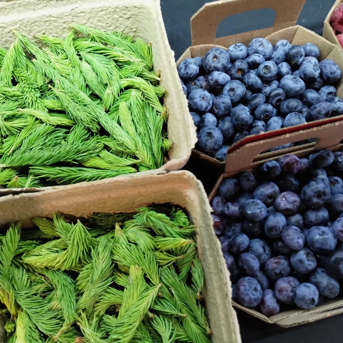 Cuisine boréale au Québec: pousses d'épinette et bleuets