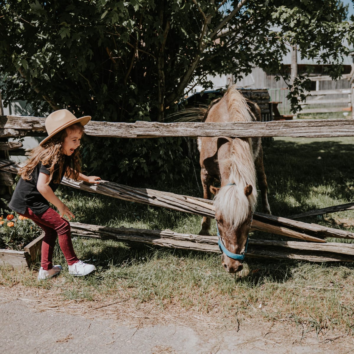 Destination Lac-Saint-Jean une petite fille qui s'approche d'un cheval