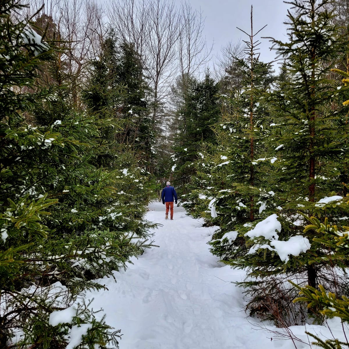 Sentier enneigé bordé de conifères.