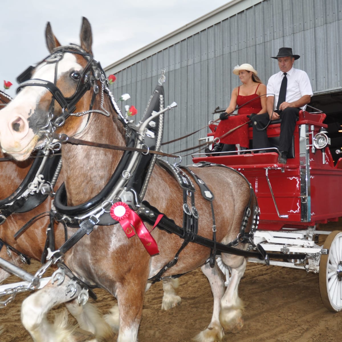 Chevals - Exposition agricole de Shawville.