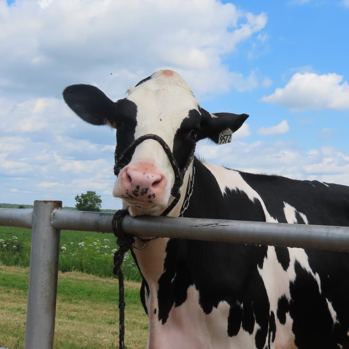 Vache dans le champ.