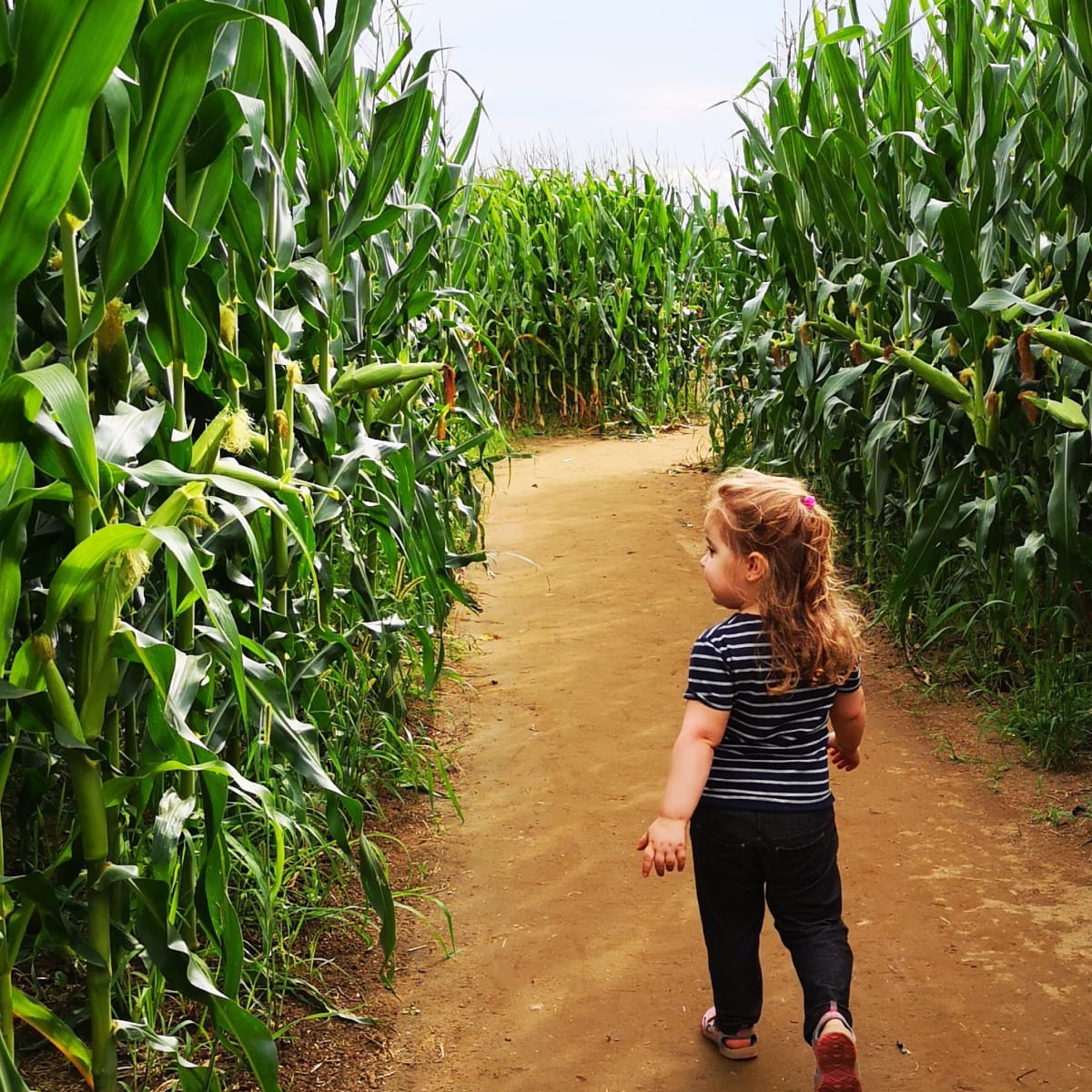Une petite fille dans le labyrinthe de Maïs de la Ferme Guy Rivest 