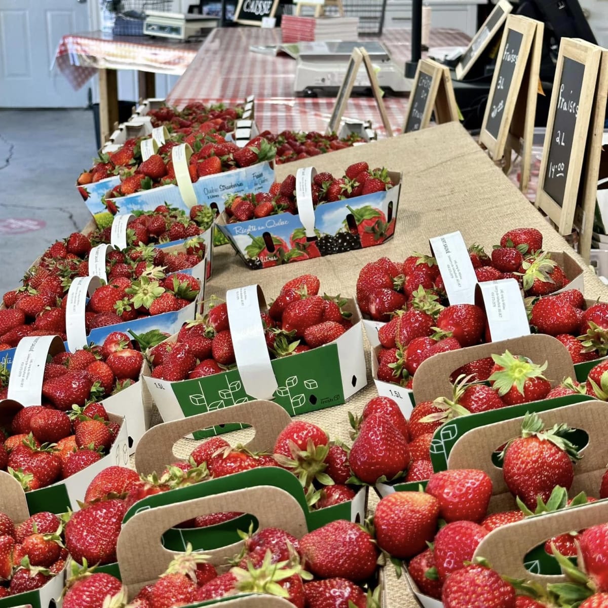 Des fraises à la Ferme Hubert Sauvé.