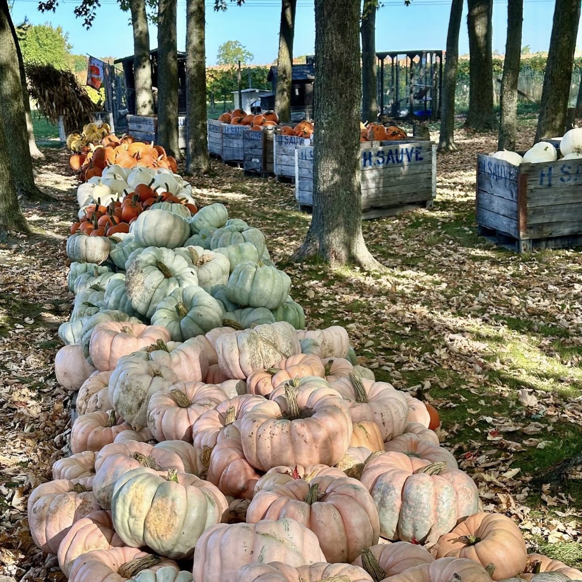 Citrouilles à la Ferme Hubert Sauvé.