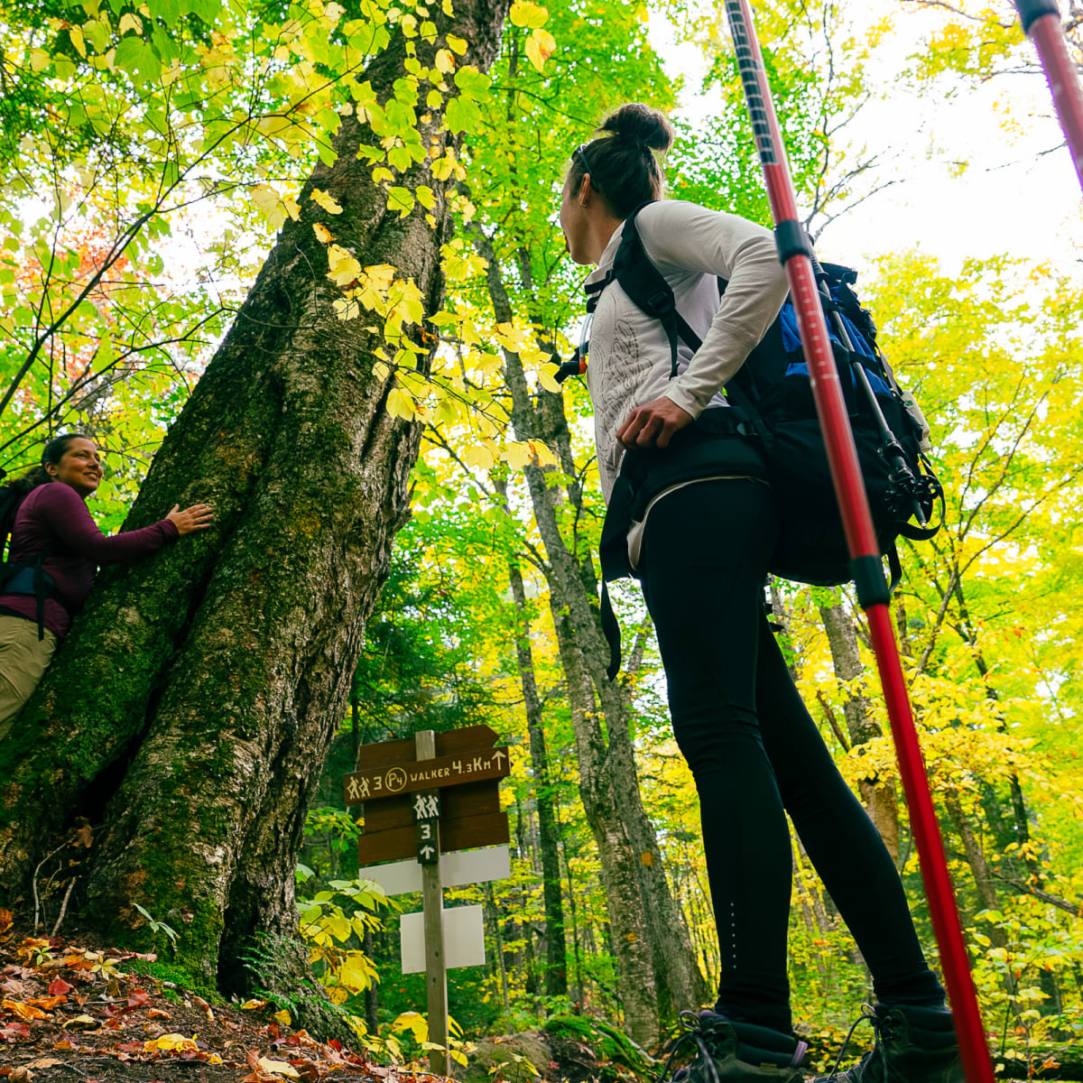 Deux adultes dans la forêt au Parc régional Montagne du Diable.