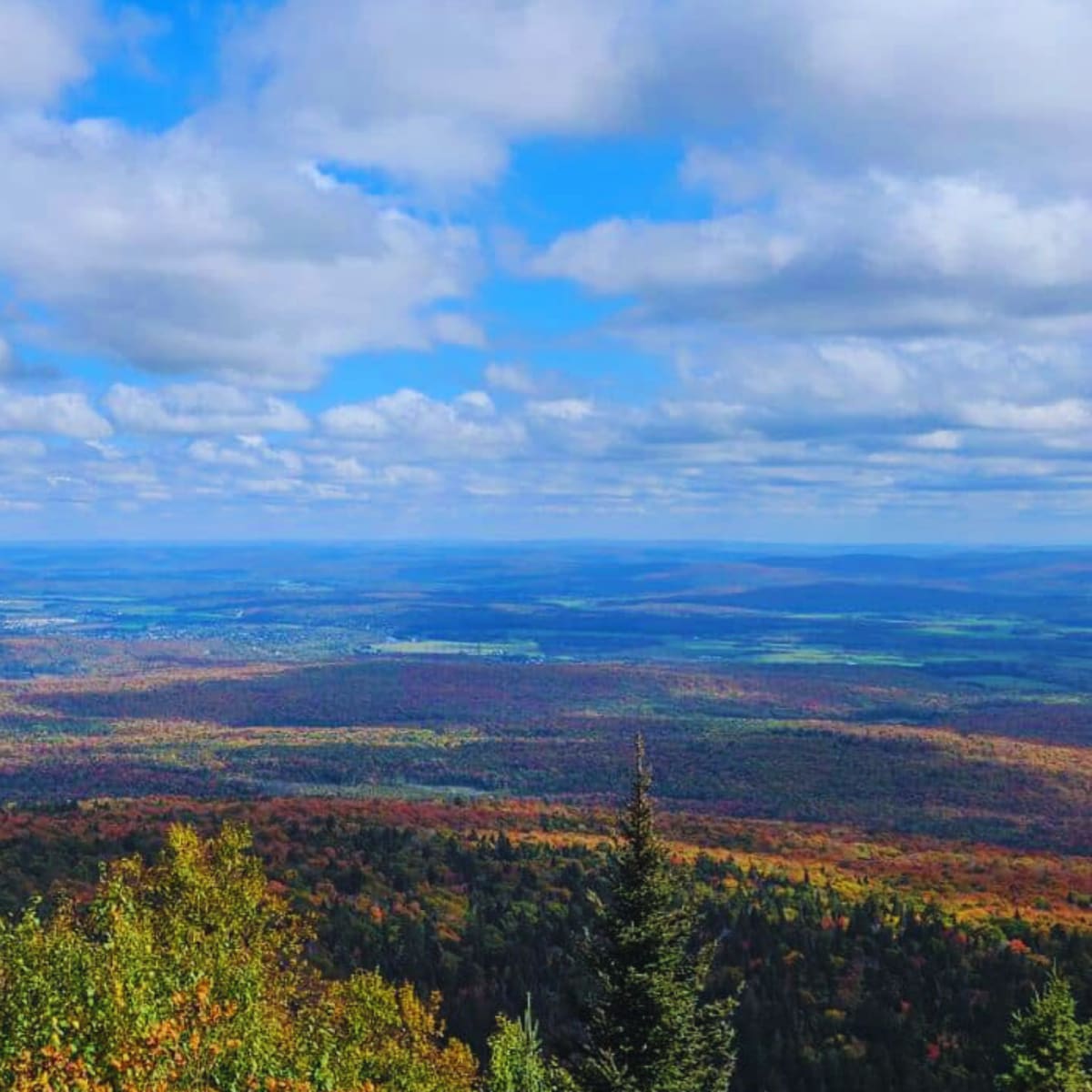 La forêt du Parc régional Montagne du Diable, en automne.