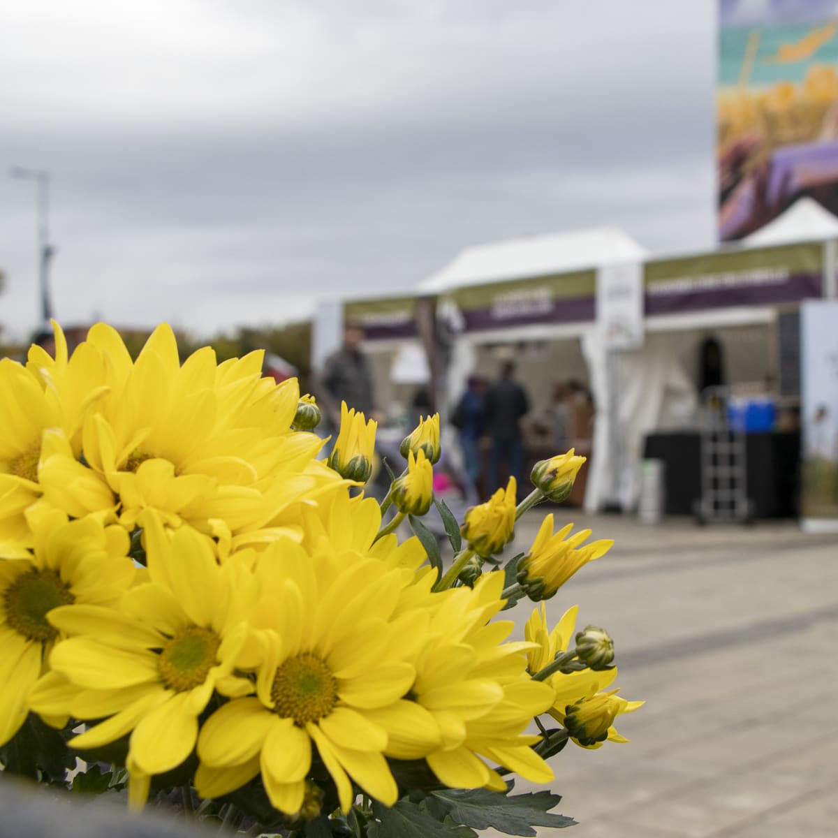Fleurs jaunes devant des kiosques de festival