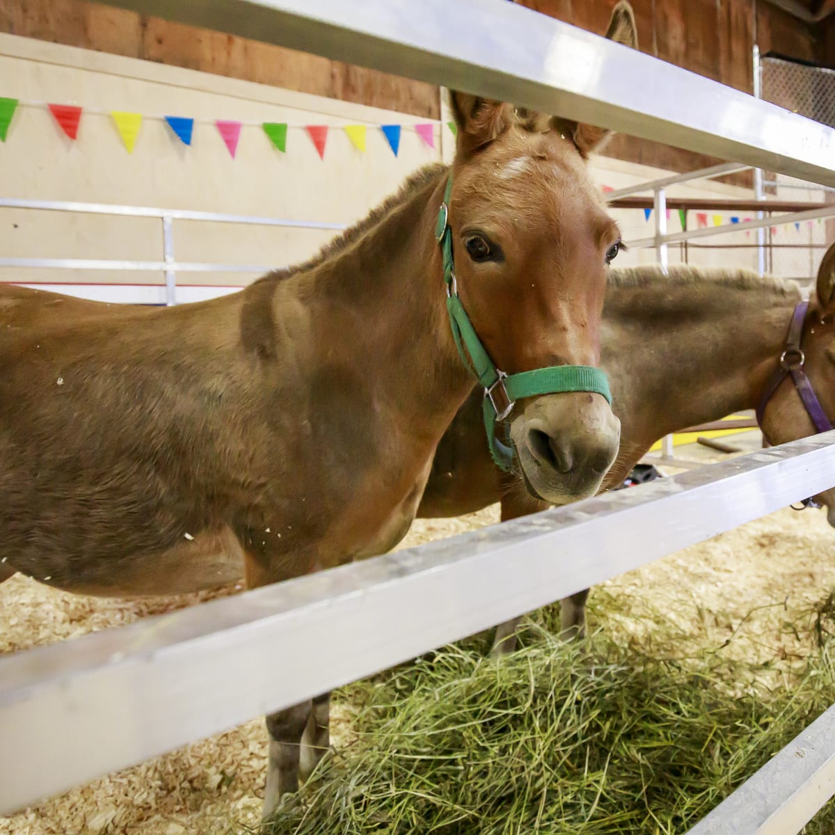 Foire agricole de Landrienne.
