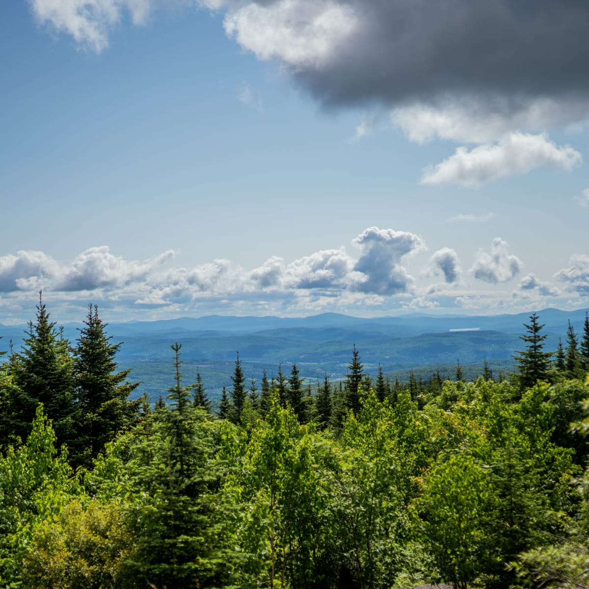 Hereford Forest - A green forest