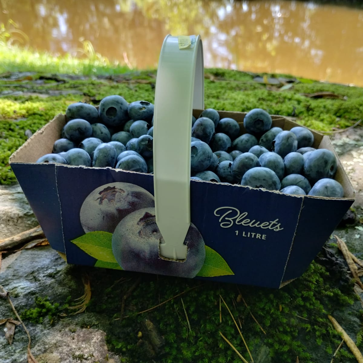 Casseau de bleuets.