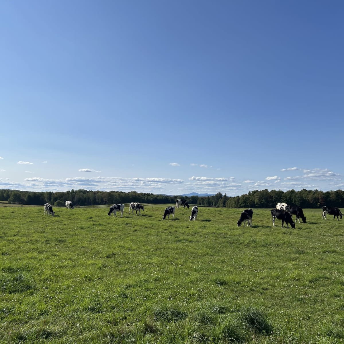 Vaches dans un champs