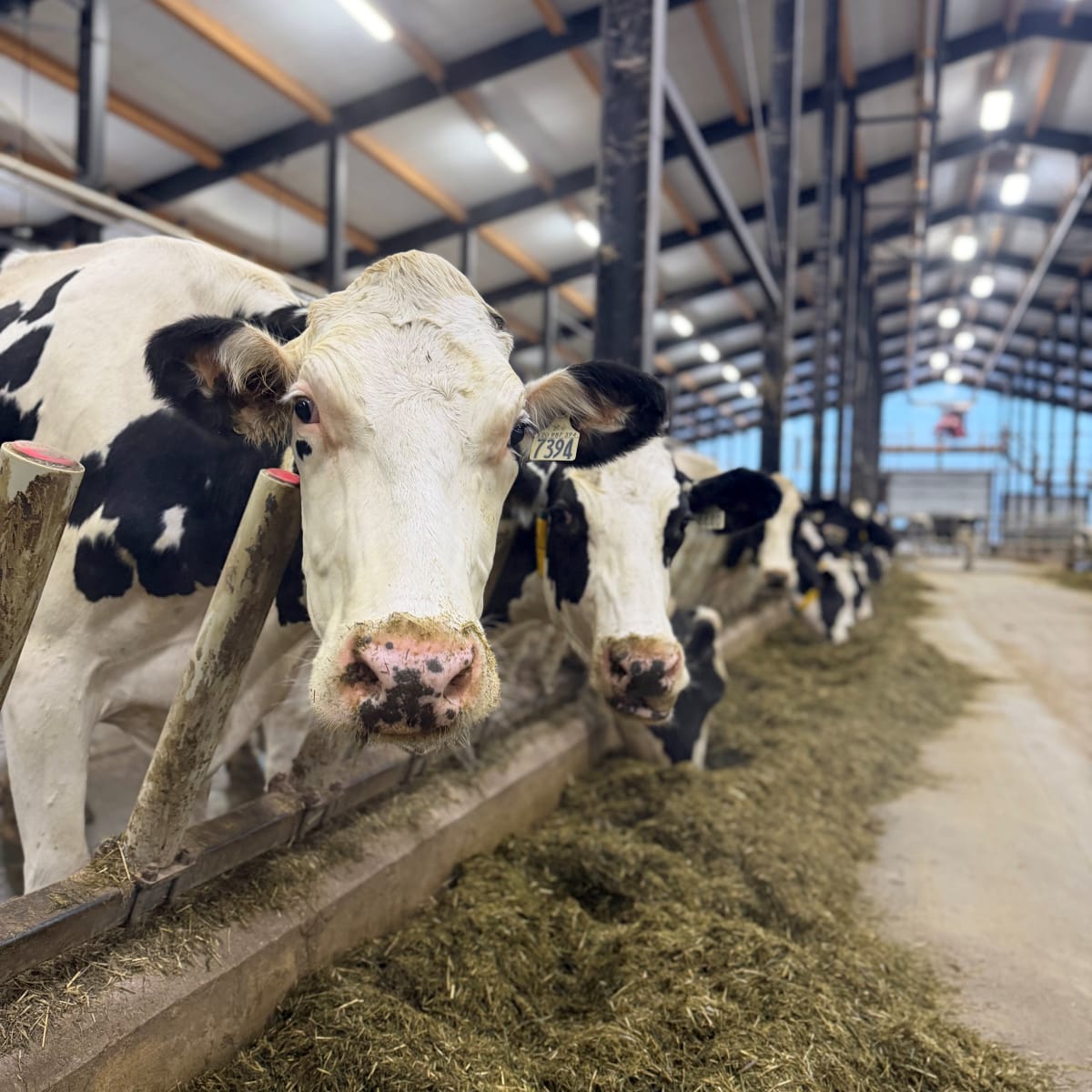 Vaches dans l'étable
