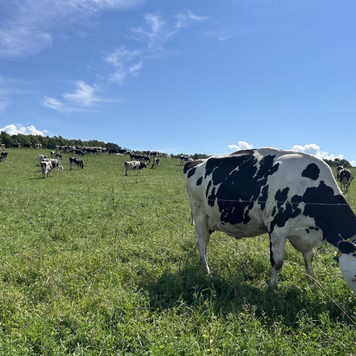 Vaches dans un champs