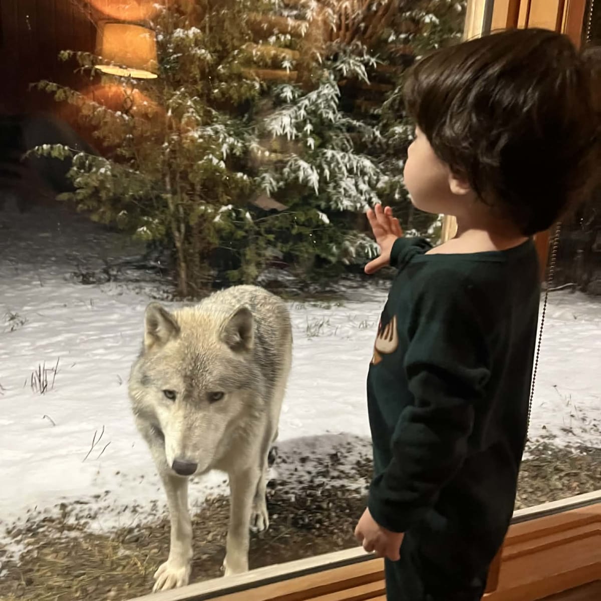 Dormir avec les loups en famille, hébergement insolite en famille au Québec.