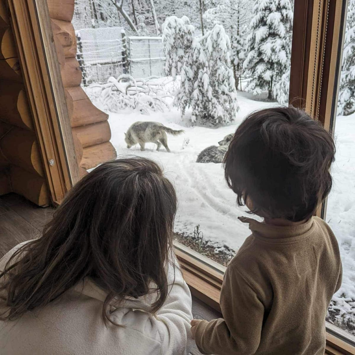Dormir avec les loups en famille, hébergement insolite en famille au Québec.