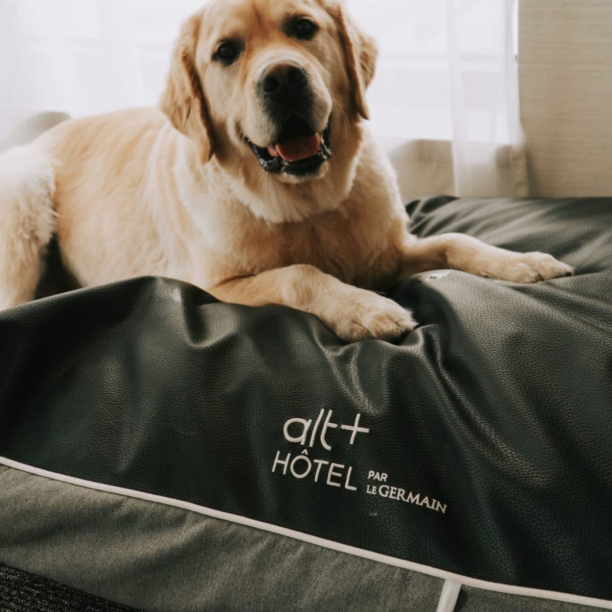 Chien à l'Hôtel Alt Québec.