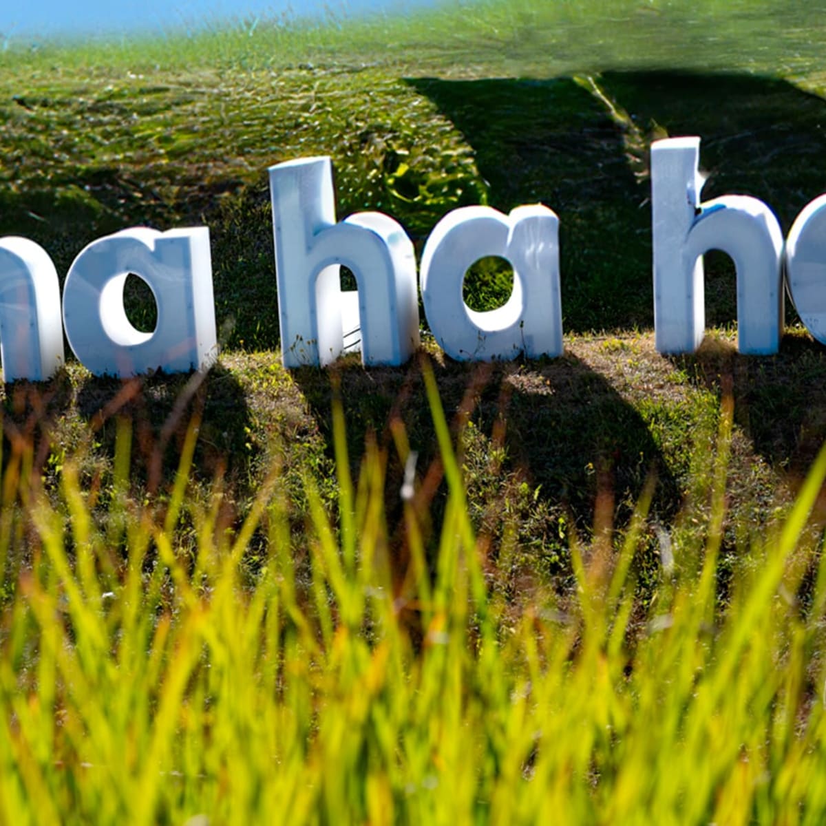 Affiche # ha ha ha sur les herbes.