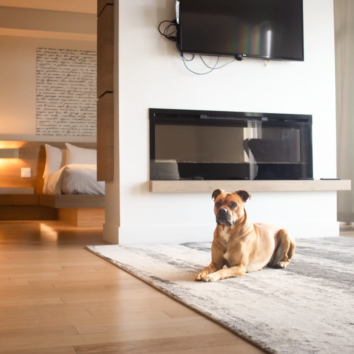Chien dans une chambre de l'Hôtel du Domaine.