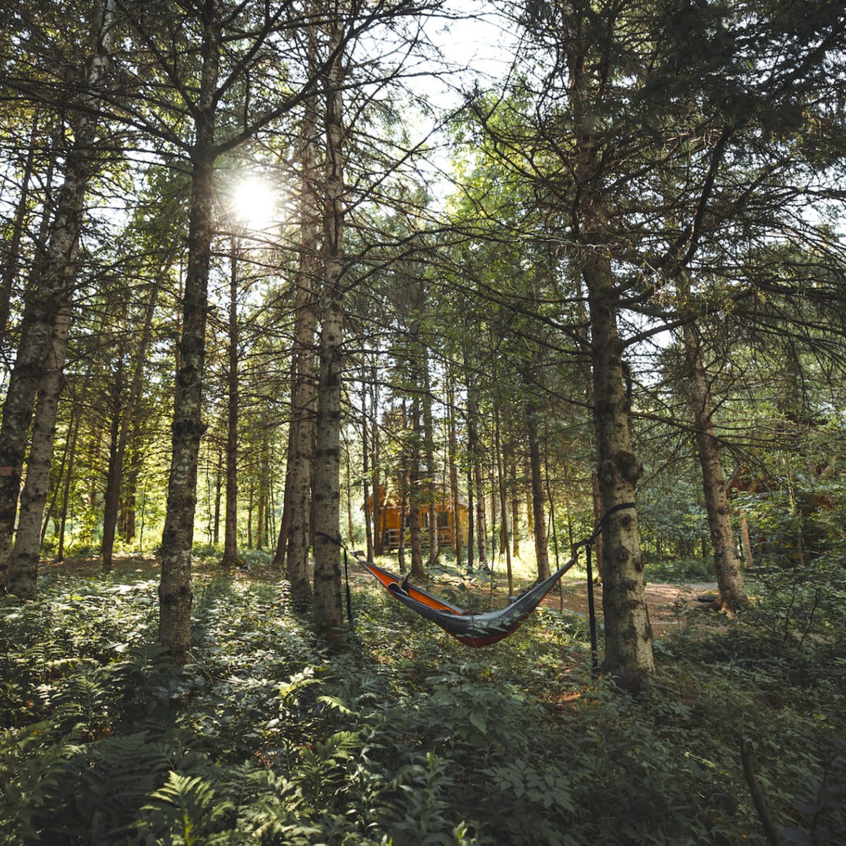 Hammock in the woods at Huttopia Sutton.
