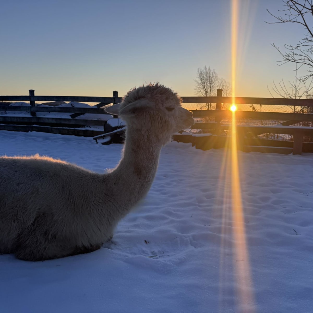 Alpaga couché sur la neige au coucher de soleil.