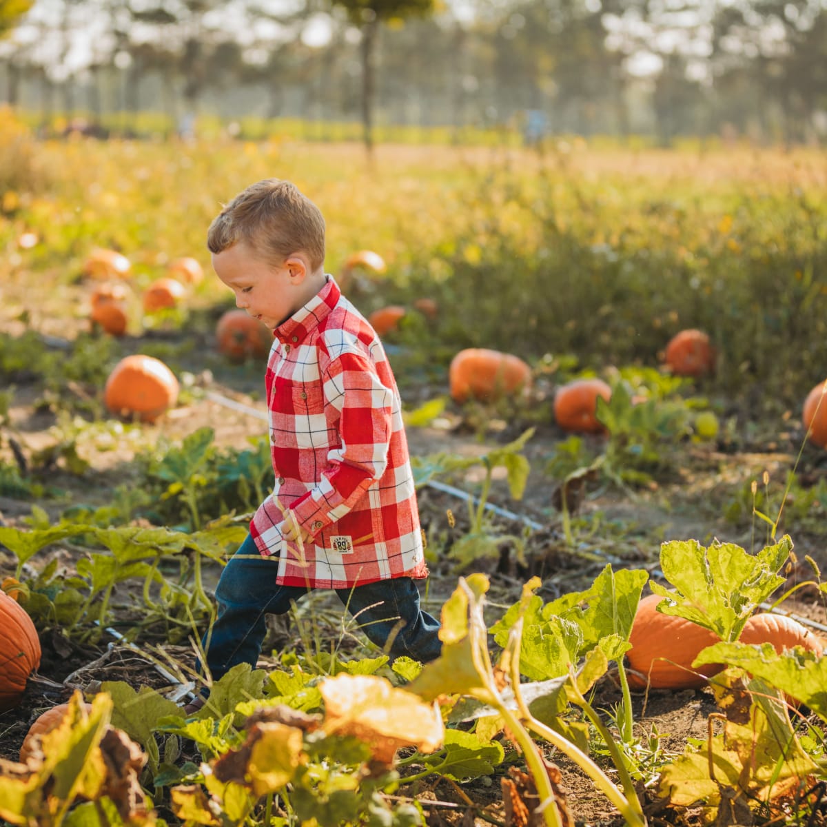 Garçon dans un champ de citrouilles à la Ferme Quinn.