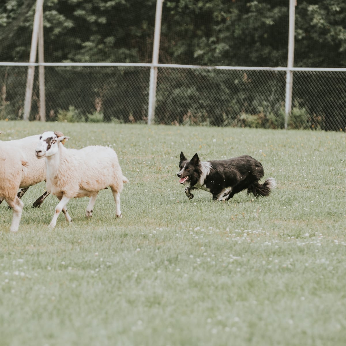 Le Grand Festival Canin de Dégelis