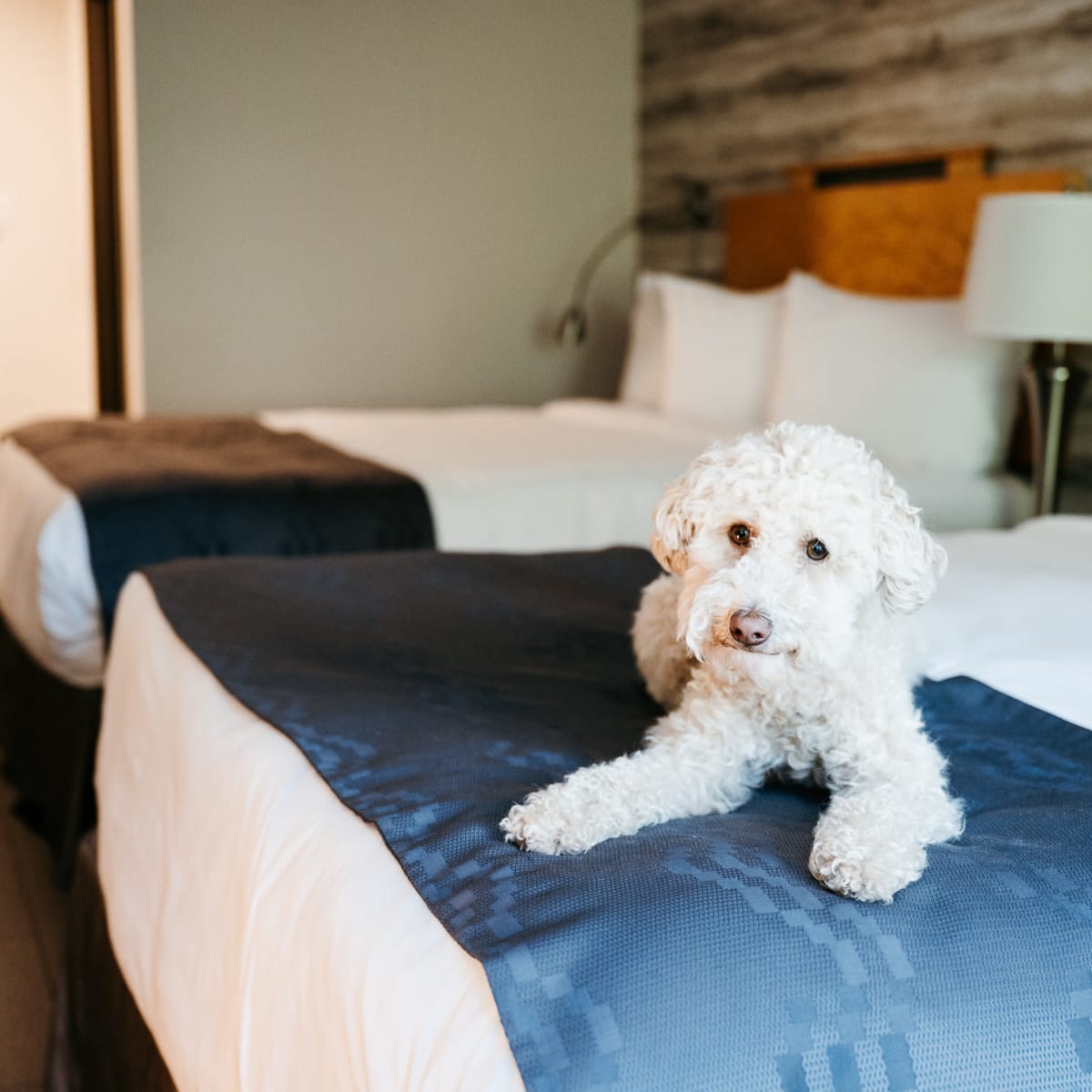 Chien au Manoir Belle Plage.