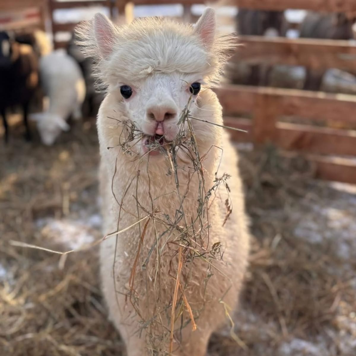 Un alpaga qui mange du foin dans son enclos.