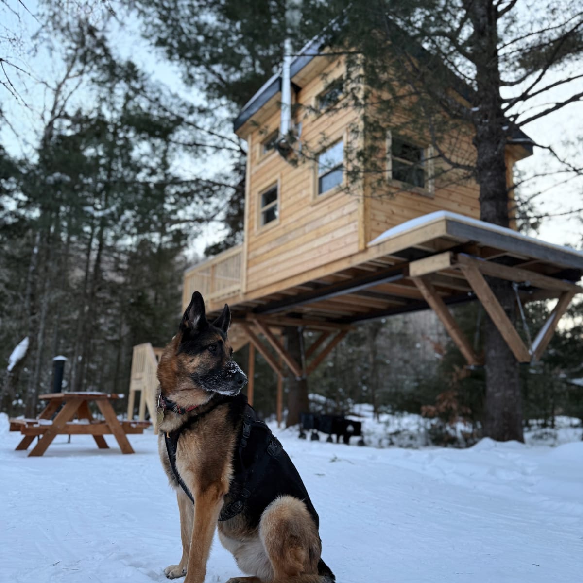 A German Shepherd dog in front of a chalet in the winter