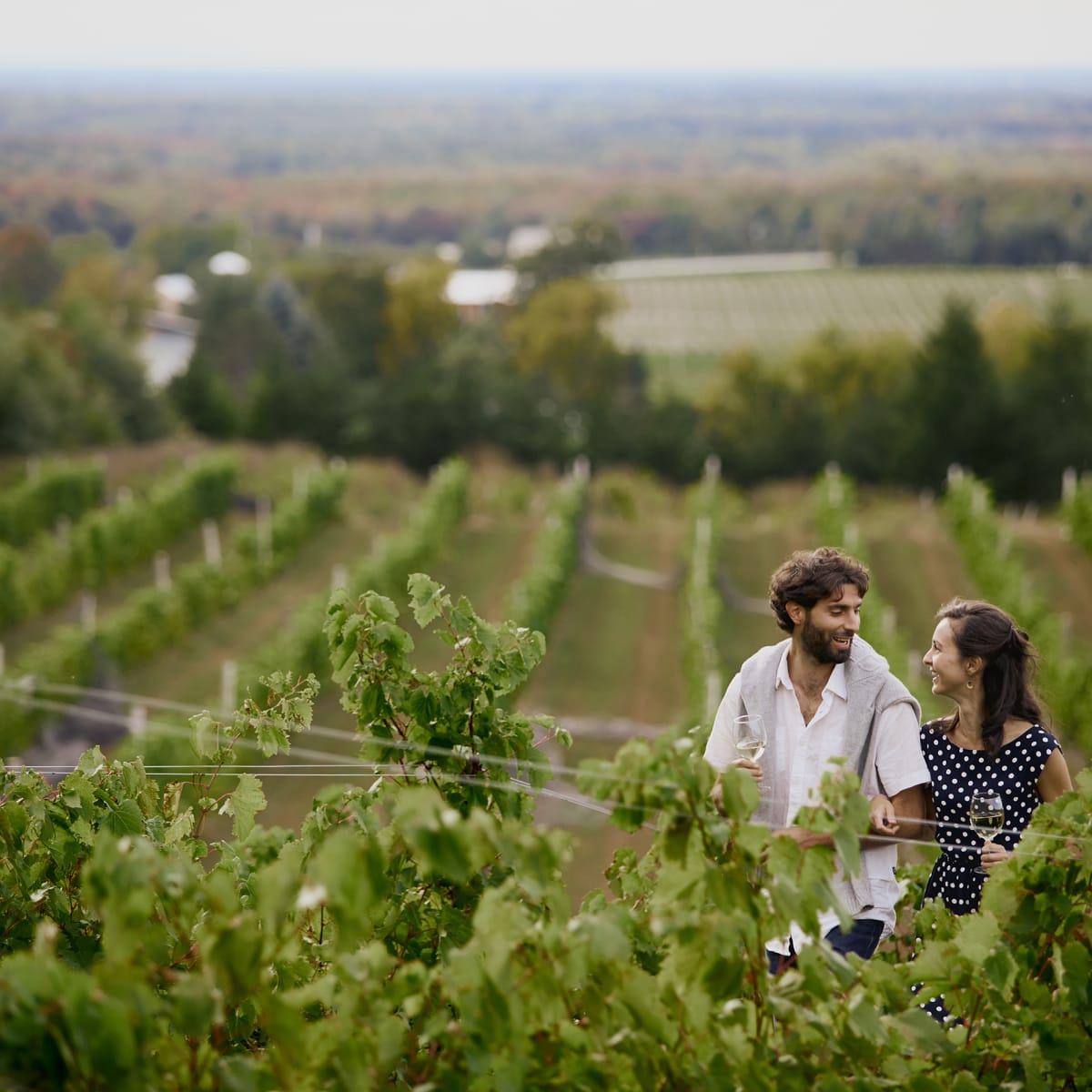 Brome-Missisquoi Wine Route - Stroll in the vineyard