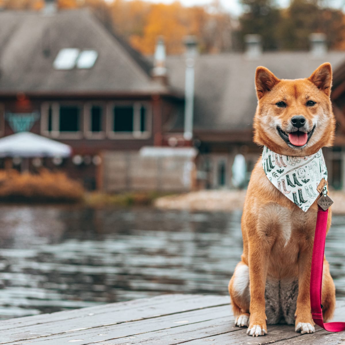 The 8 best dog-friendly hotels for summer vacations in Quebec - Auberge du Lac Taureau (Lanaudière)