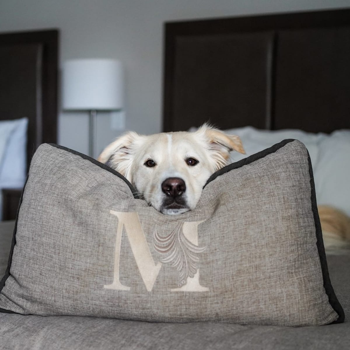 The 8 best dog-friendly hotels for summer vacations in Quebec - Hôtel Montfort Nicolet (Centre-du-Québec)