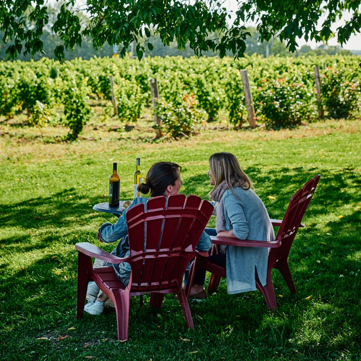 Brome-Missisquoi: one region, a thousand things to do - Wine tasting in the vineyard, Brome-Missisquoi Wine Route