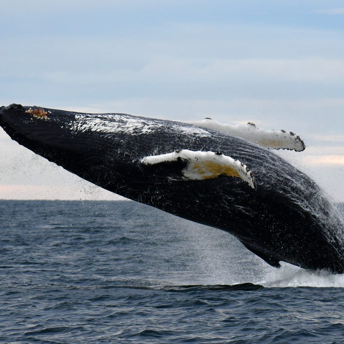 Découvrez votre Côte-Nord - Observation des baleines à bosse